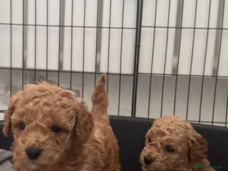 Toy Poodle dogs KC Reg Full health Check Red Toy Poodles - Advert 2