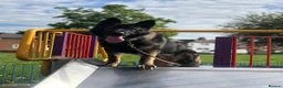 German Shepherd dogs for sale: Elite Czech German Shepherd Puppies Available!!! in Birmingham - Advert 3