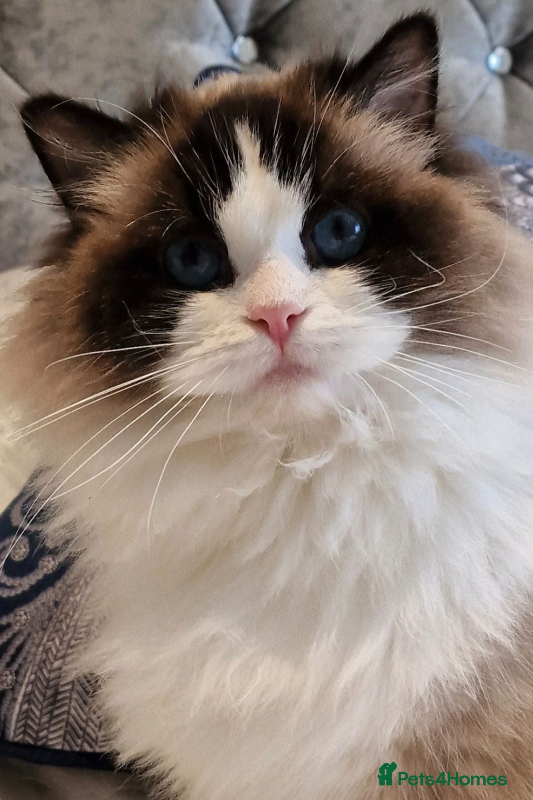 Ragdoll cats 🥰🎀 2 Stunning retired Queens top European lines - Advert 2