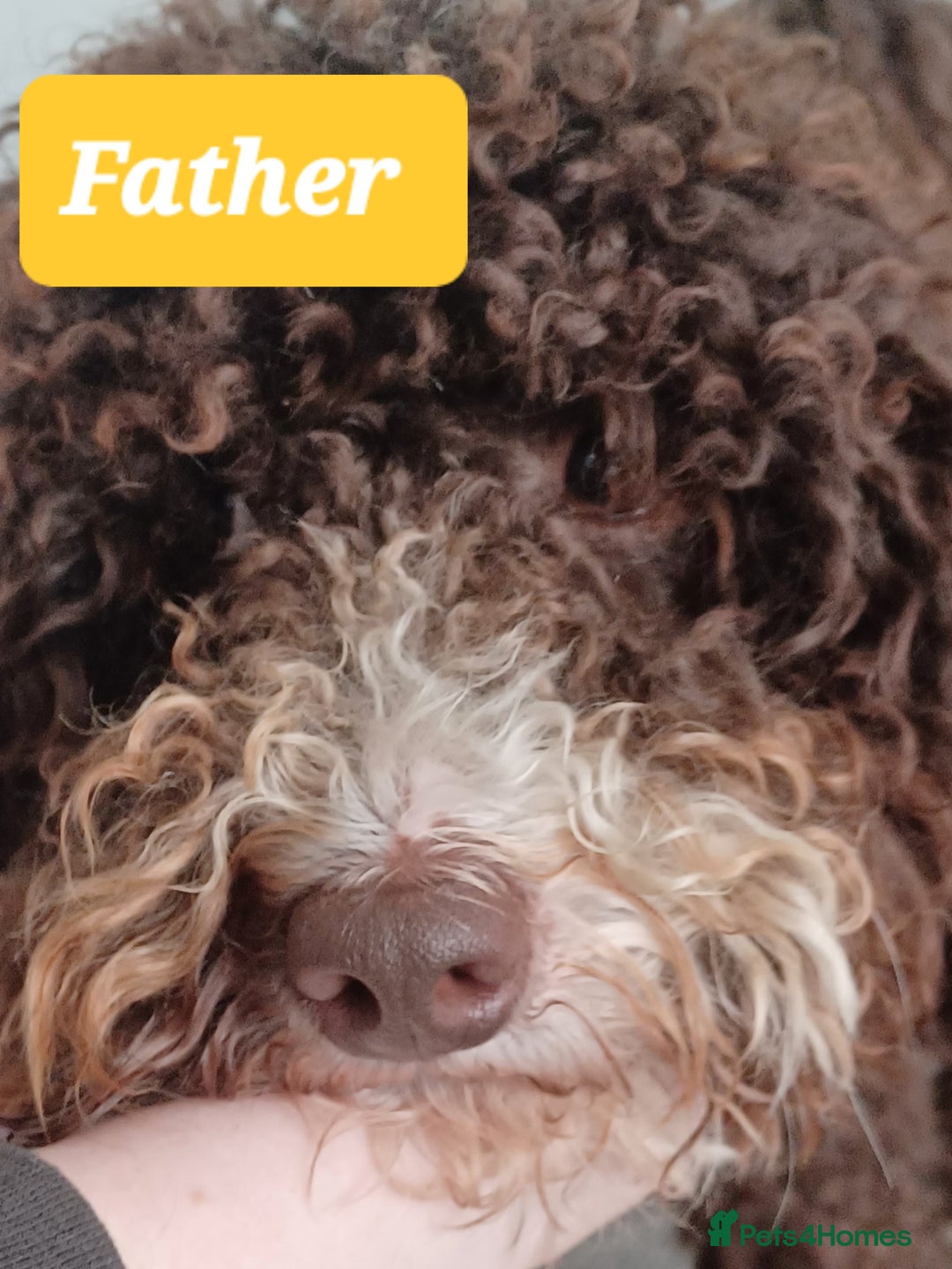 Cavapoo dogs for sale: 🐶  Cavapoo/ miniature poodle 🐶  - Advert 6