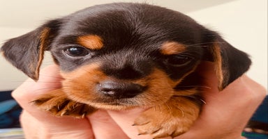 Mixed Breed dogs - Advert 4