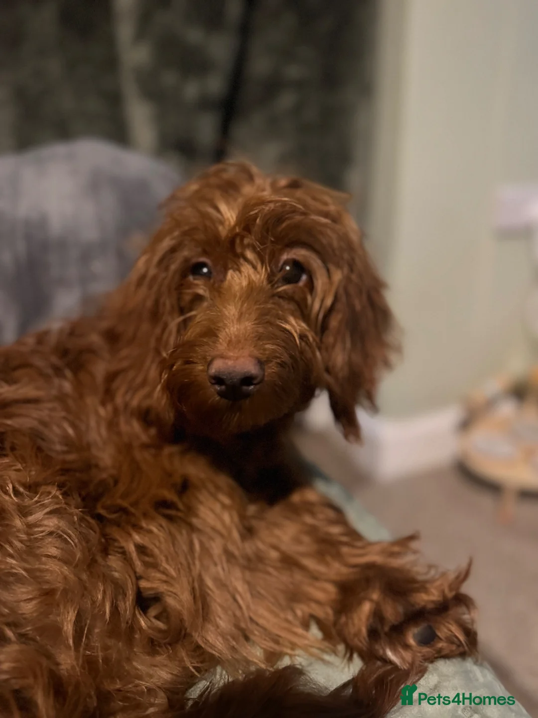 Cockapoo dogs for sale: Beautiful Cockerpoo F1, exceptionally friendly 🐾 - Advert 15