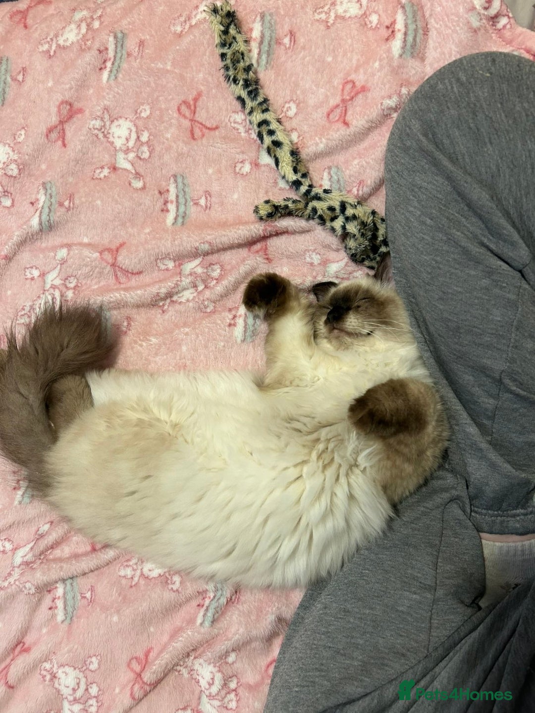 Ragdoll cats for sale: 6 Month Ragdoll😍 - Advert 2