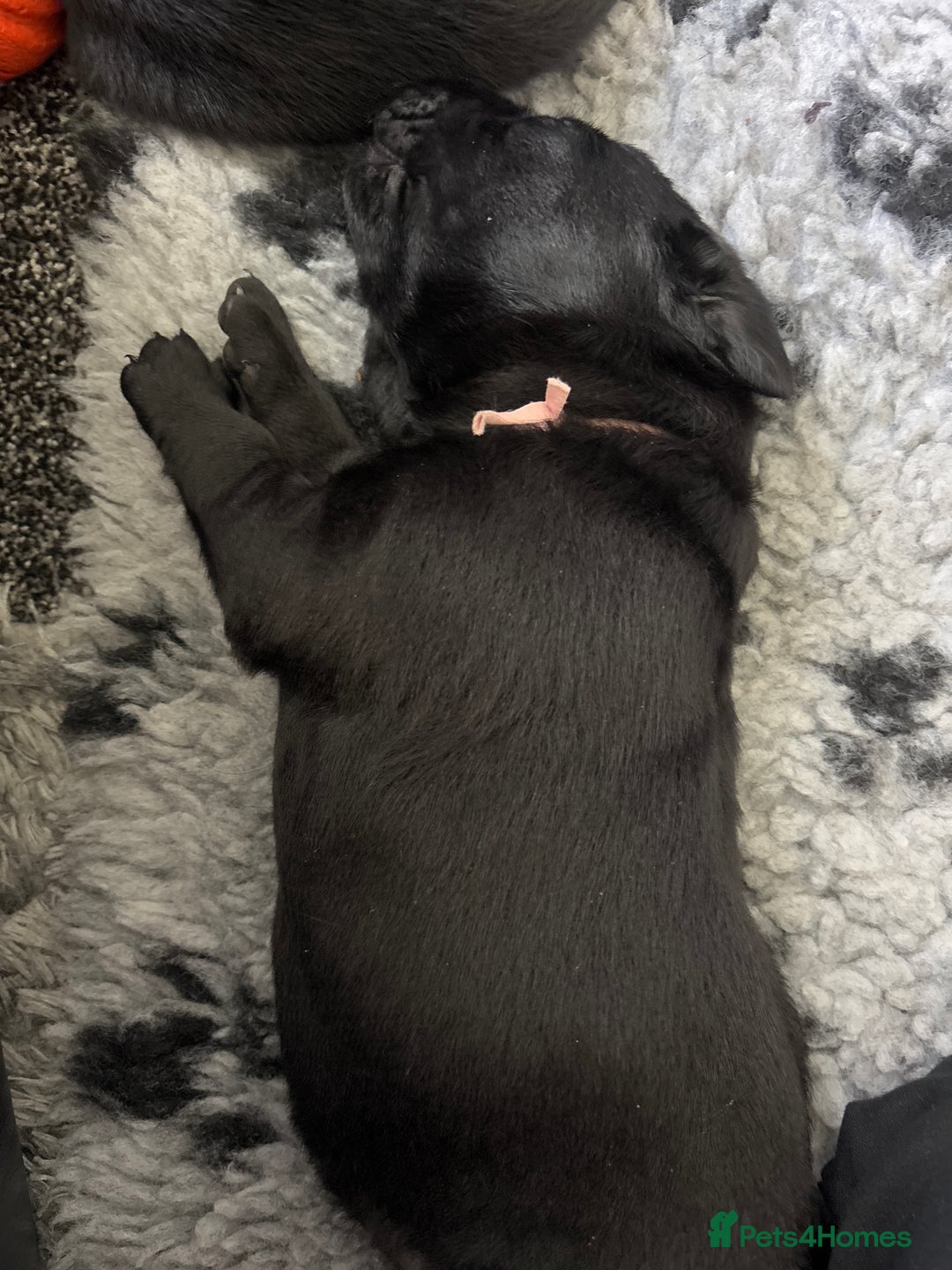 Labrador Retriever dogs for sale: Stunning litter of chunky black Labradors - Advert 21