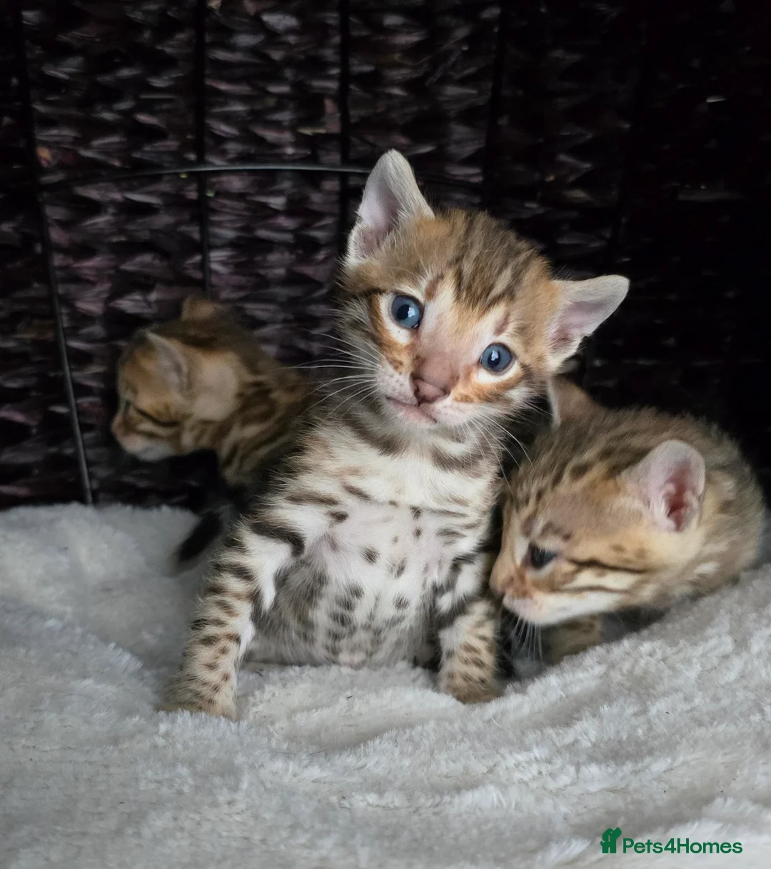 Bengal cats for sale: 2 TICA brown bengal kittens ready for reservation! - Advert 1