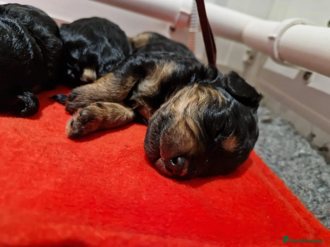 Toy Poodle dogs for stud: KC registered / health tested toy poodle stud in Bolton - Advert 15