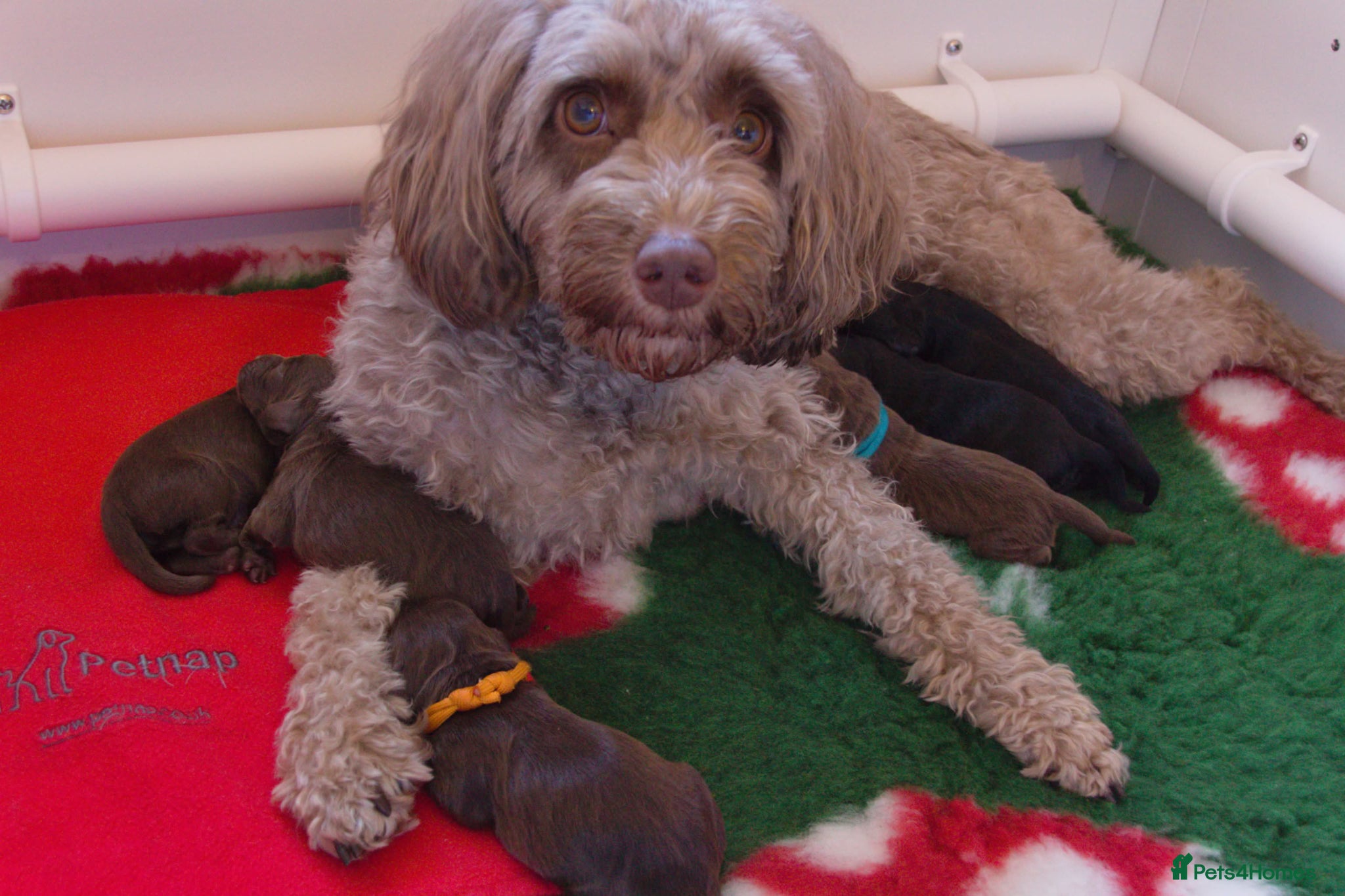 Cockapoo dogs Cockapoo puppies thoroughly health tested - Advert 1