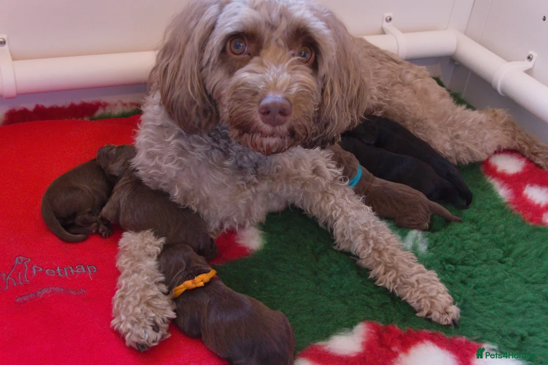 Cockapoo dogs for sale: Cockapoo puppies thoroughly health tested - Advert 1