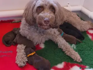 Cockapoo dogs Cockapoo puppies thoroughly health tested - Advert 1