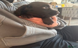 Cocker Spaniel dogs for sale: 3 boys left - Outstanding working cocker spaniels - Image 12