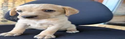 Labrador Retriever dogs for sale: Labrador puppies ready to go in a week - Advert 9