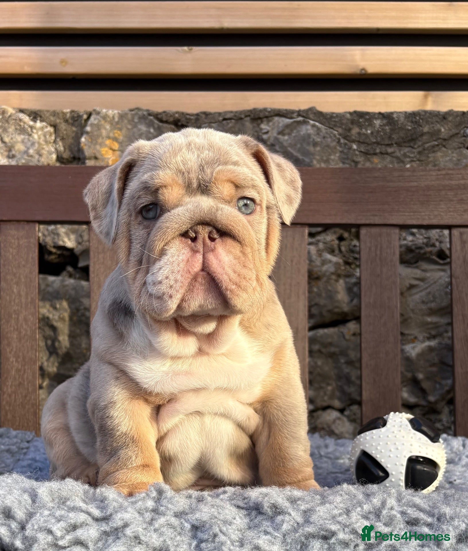 English Bulldog dogs Ready today! English bulldog puppies - Advert 4