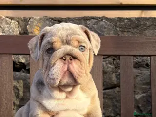 English Bulldog dogs Ready today! English bulldog puppies - Advert 4