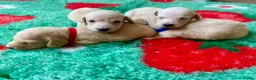 Miniature Dachshund dogs for sale: KC CLR Long Hair Cream Mini Dachshunds - Advert 8