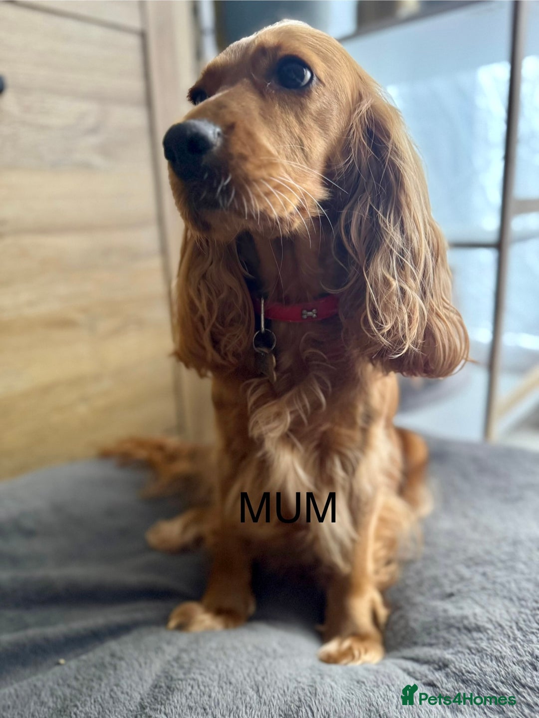 Cocker Spaniel dogs for sale: Show type cocker spaniels - Advert 10