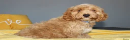 Cockapoo dogs for sale: Yankee Doodle Puppies F1 – American Cockapoos - Advert 10