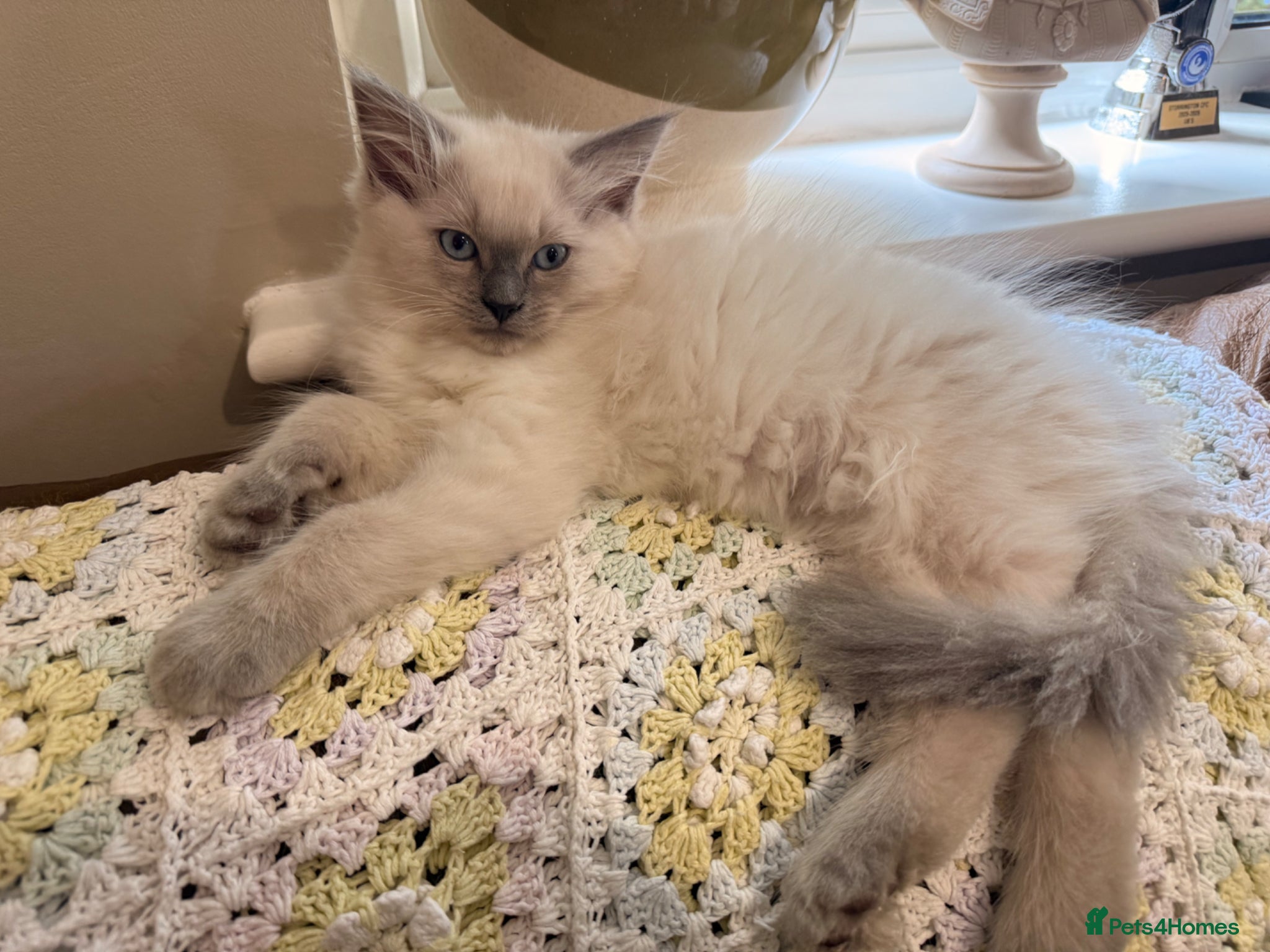 Ragdoll cats Beautiful ragdoll babies! 😻😻😻 - Advert 3
