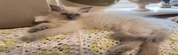 Ragdoll cats for sale: Beautiful ragdoll babies! 😻😻😻 - Advert 1