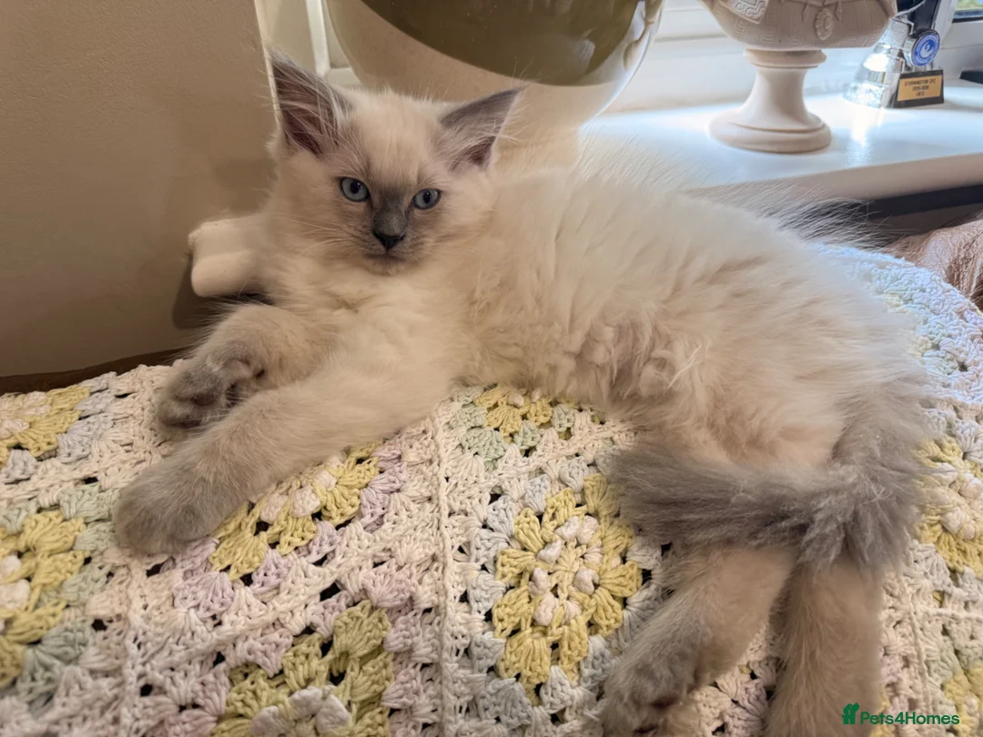 Ragdoll cats for sale: Beautiful ragdoll babies! 😻😻😻 - Advert 1