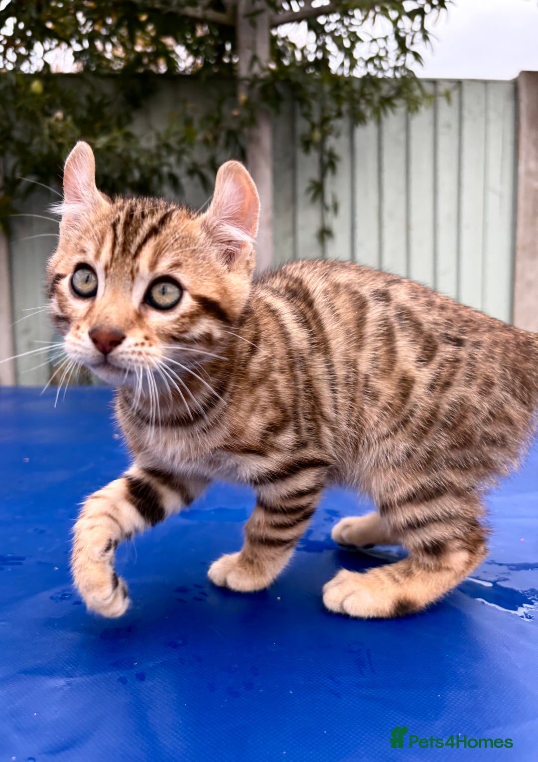 Keetso cats for sale: Rare curled eared rosetted keetso male  - Advert 36