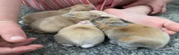 Mixed Breed rabbits for sale: Lion head x Holland lop babies  - Advert 3