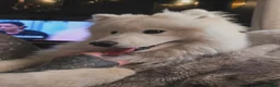 Samoyed dogs for sale: 11month old Samoyed  - Advert 2