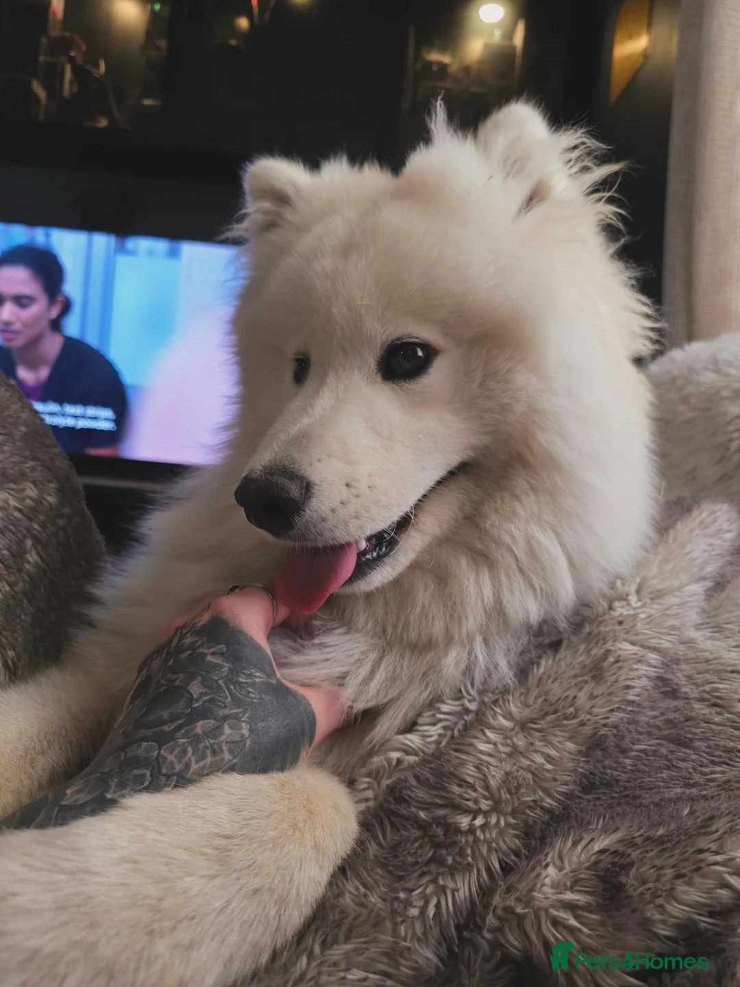 Samoyed dogs for sale: 11month old Samoyed  - Advert 2