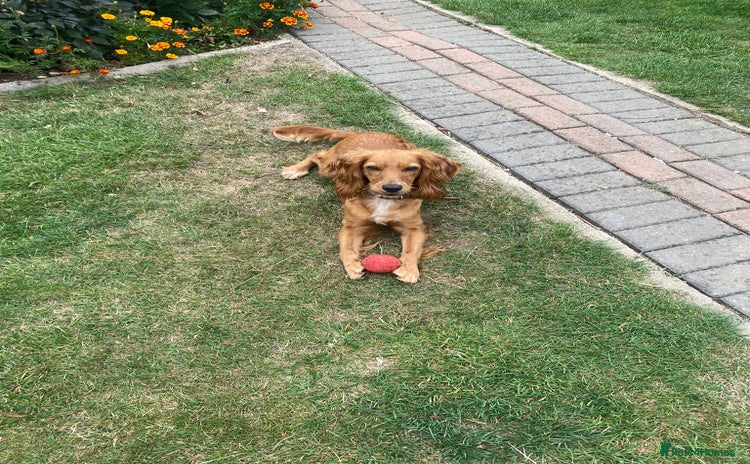 Cocker Spaniel dogs - Advert 2