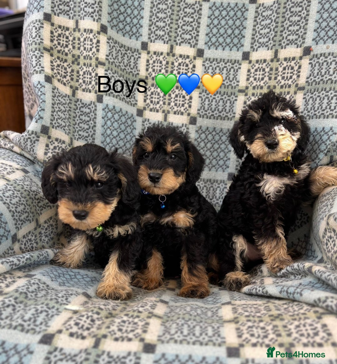 Mixed Breed dogs for sale: F1 MINI SCHNOODLE PUPPIES  - Image 8