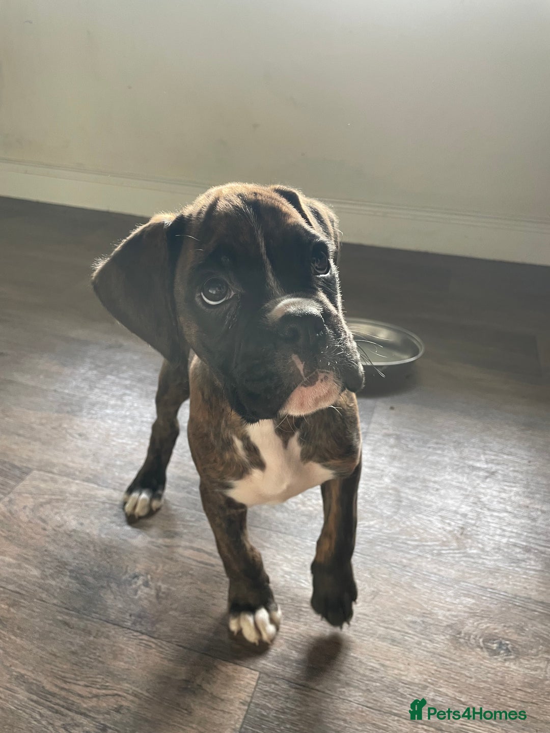Boxer dogs for sale: ASTONISHING KC REGISTERED BOXER PUPPIES!  - Advert 14