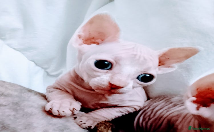 Sphynx cats - Advert 6