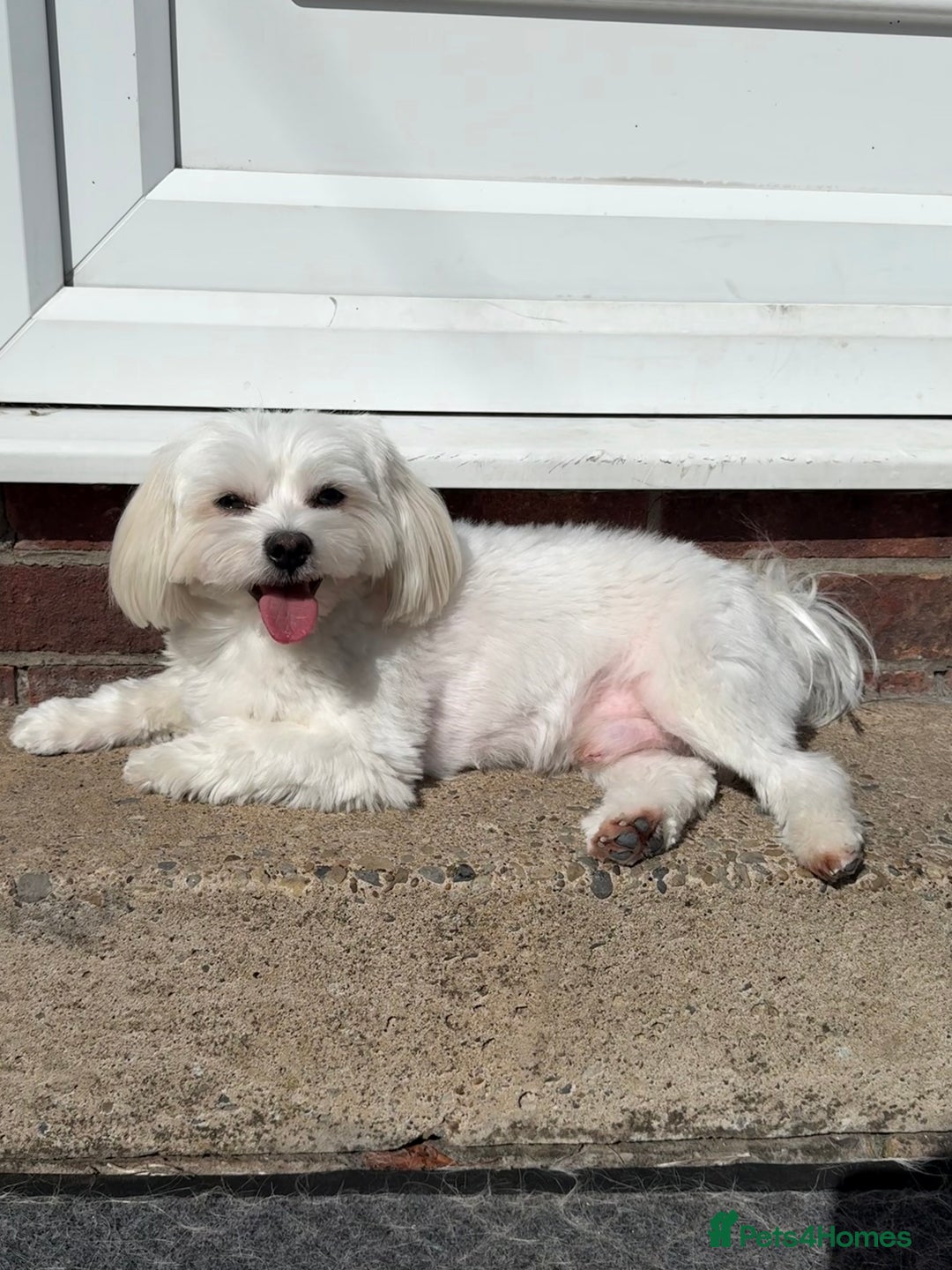 Maltese dogs for stud: MALTESE FOR STUD - FULLY HEALTH TESTED - Advert 2