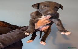 Deerhound dogs for sale: Deerhound bitches  - Image 2