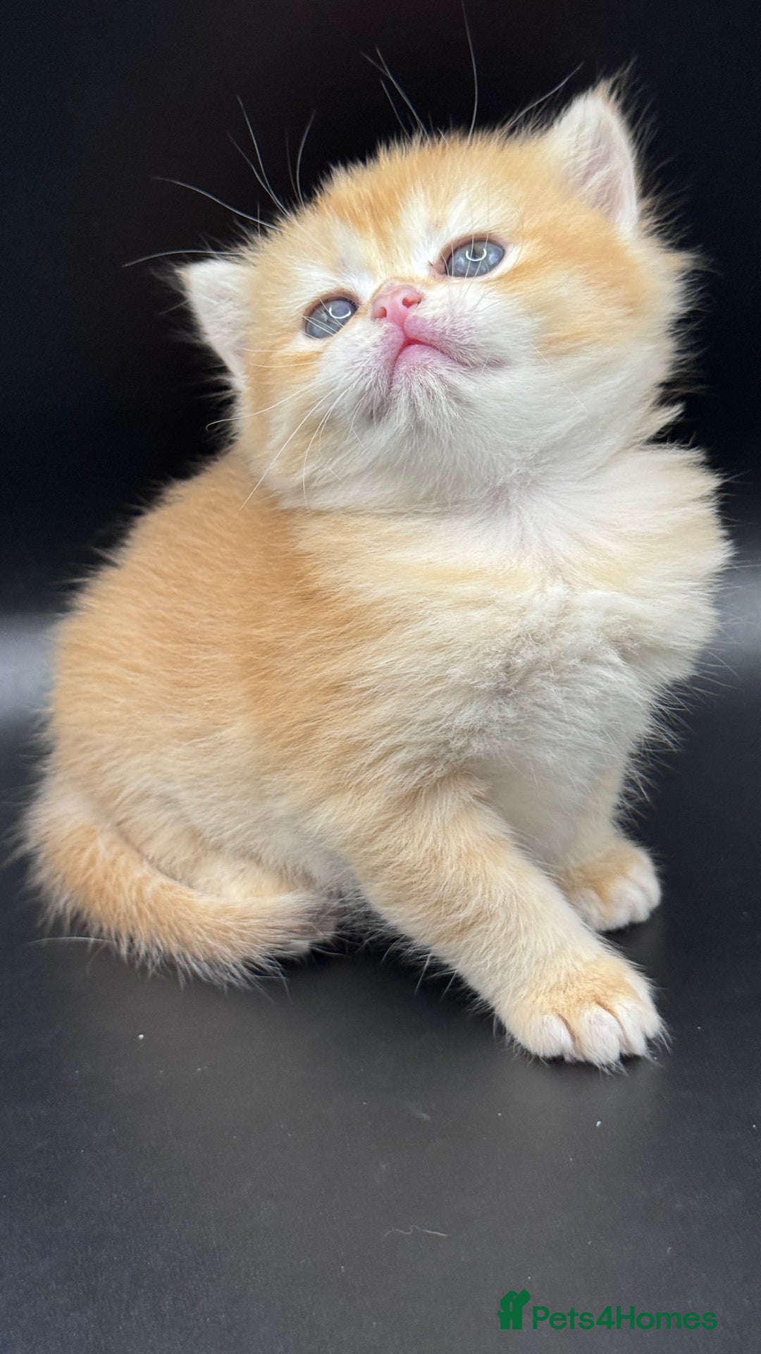 British Shorthair cats for sale: BSH GCCF GOLDEN AND BLUE KITTENS  - Image 18