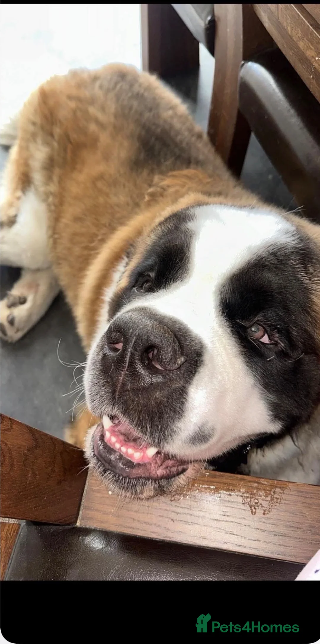 Saint Bernard dogs for sale: 💙 Walter is looking for his perfect home 💙 in Hull - Advert 3