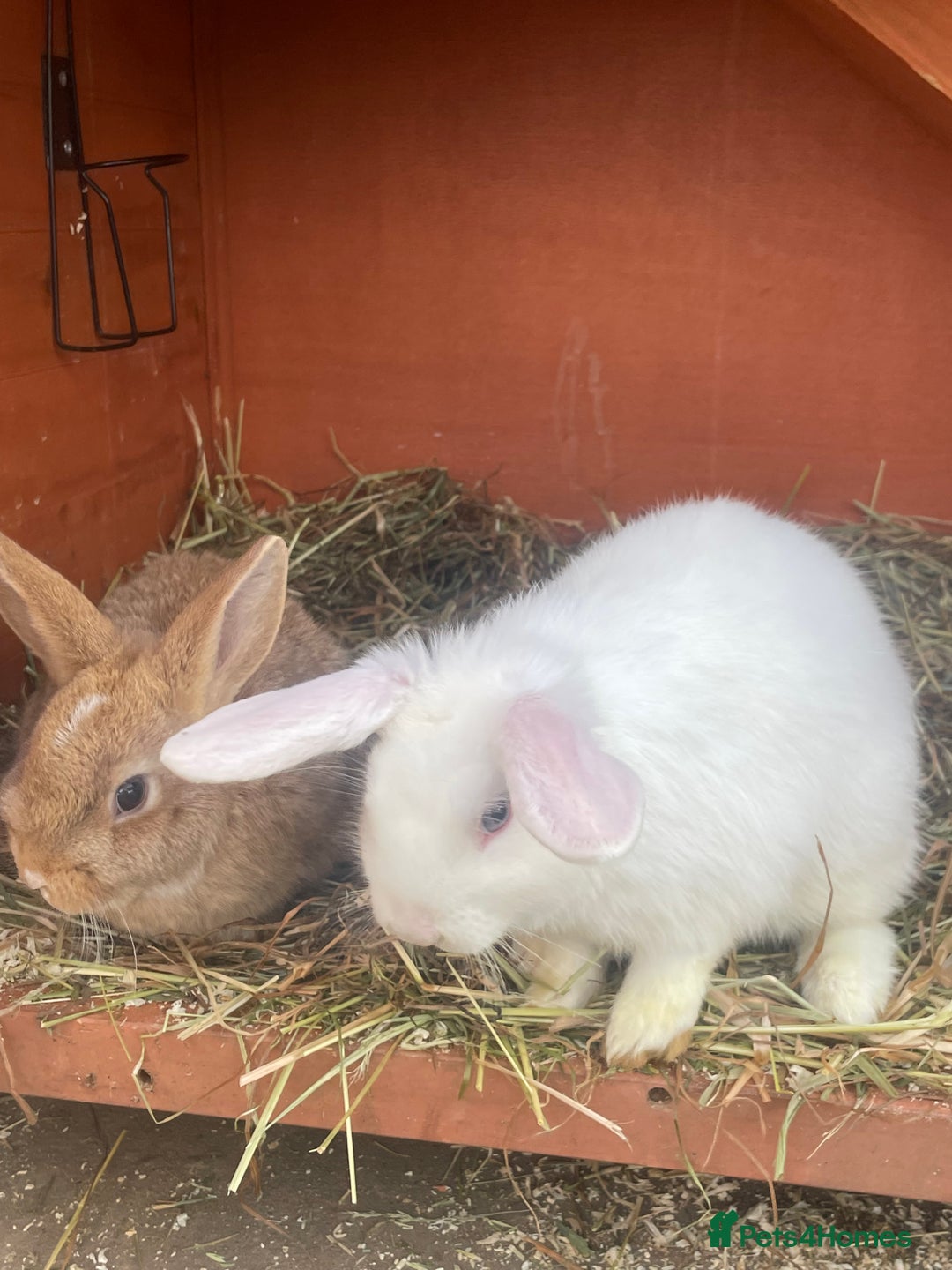 Mixed Breed rabbits for sale: 3 male baby rabbits 12 weeks old - Advert 3