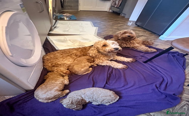 Cockapoo dogs - Advert 1