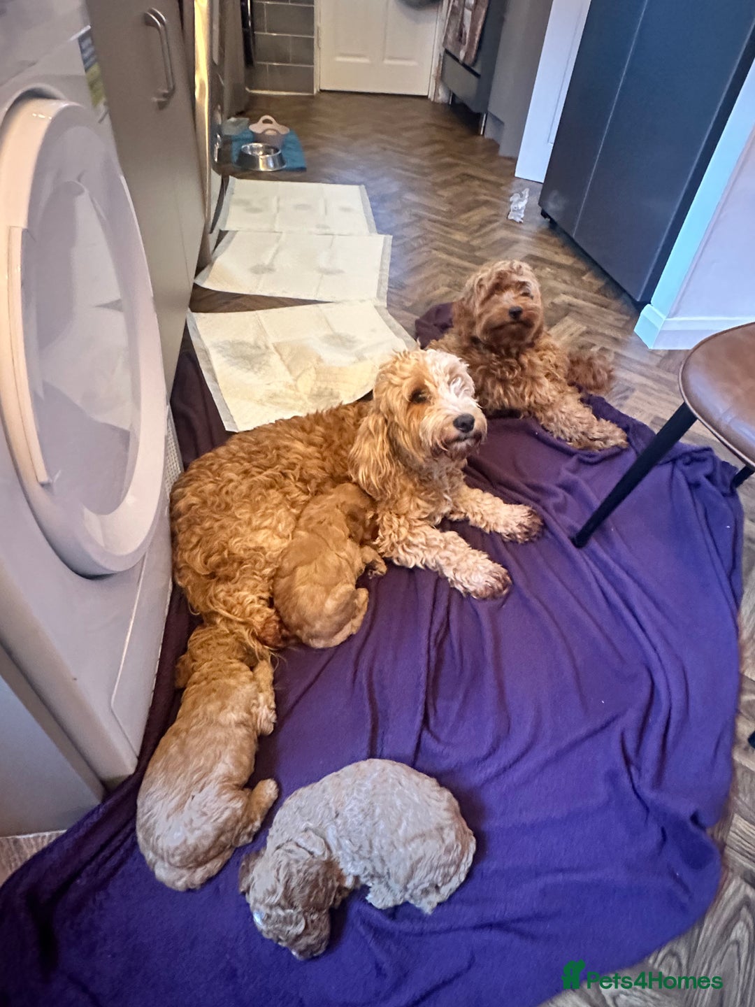 Cockapoo dogs for sale: Cockerpoo FB1 - Image 1