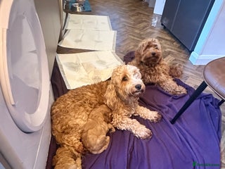 Cockapoo dogs - Advert 33