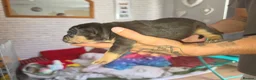 Mixed Breed dogs for sale: Fraffies *staff/frenchie* in Chertsey - Advert 3