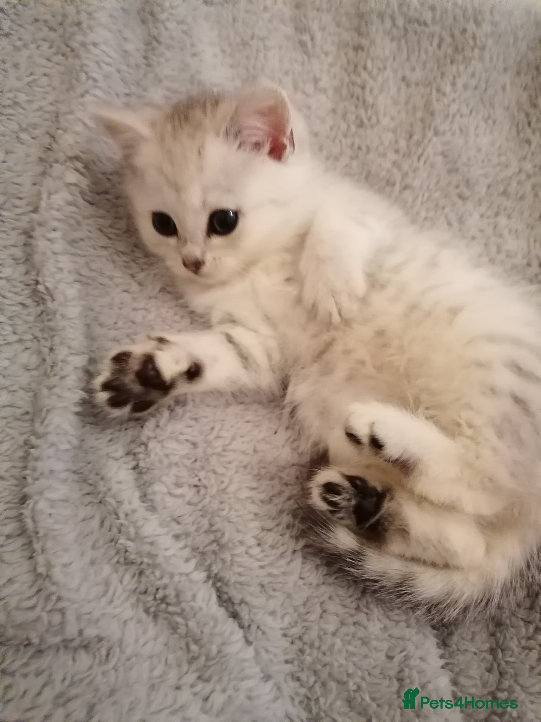Mixed Breed cats for sale: Ragdoll x persian - Advert 1