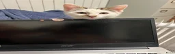 Mixed Breed cats for sale: Male kitten  - Advert 3