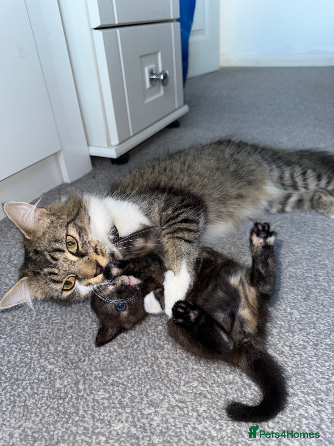 British Shorthair cats for sale: It’s a long hair kitten  - Image 6