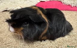 Guinea Pig rodents for sale: Peruvian Tri coloured baby boar  - Advert 1