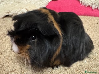 Guinea Pig rodents Peruvian Tri coloured baby boar - Advert 1