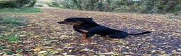 Rottweiler dogs for sale: Bruce * Rehome *  - Advert 5