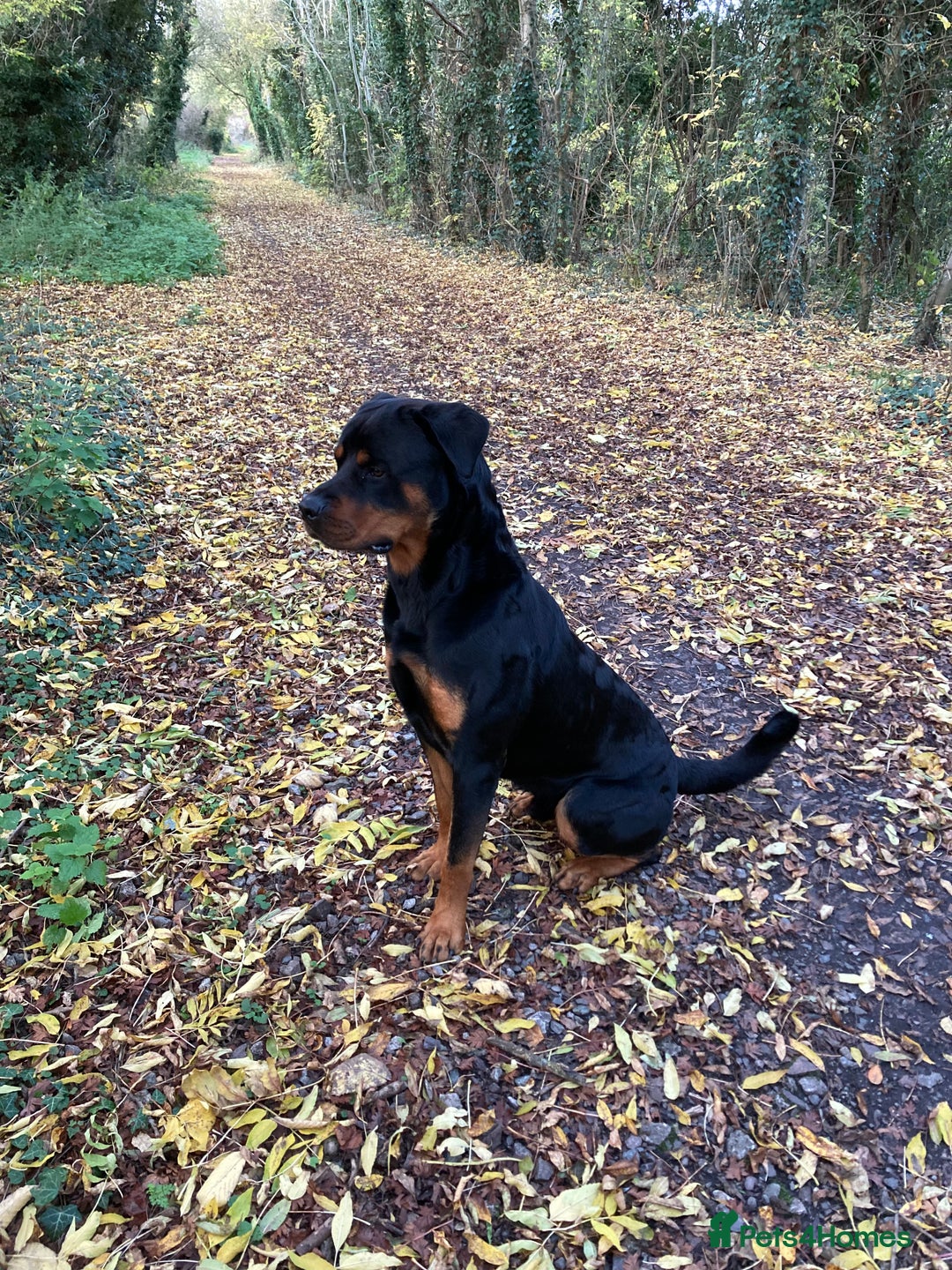 Rottweiler dogs for sale: Bruce * Rehome *  - Advert 5