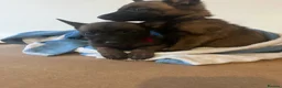 Belgian Shepherd Dog dogs for sale: Belgian Malinois Pups Ready 2nd October - Advert 3