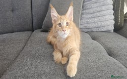 Maine Coon cats for sale: GCCF registered pureMC kittens - certified cattery - Image 3