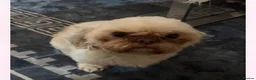 Shih Tzu dogs for sale: 9 purebred puppies are looking for new, homes. - Advert 3